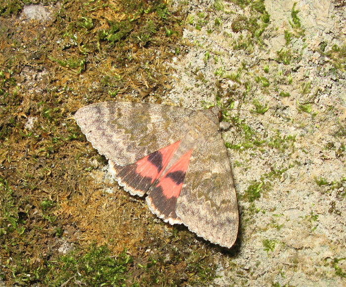 Lepidotteri del Parco dei Gessi Bolognesi